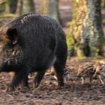 Mehr über den Artikel erfahren Afrikanische Schweinepest