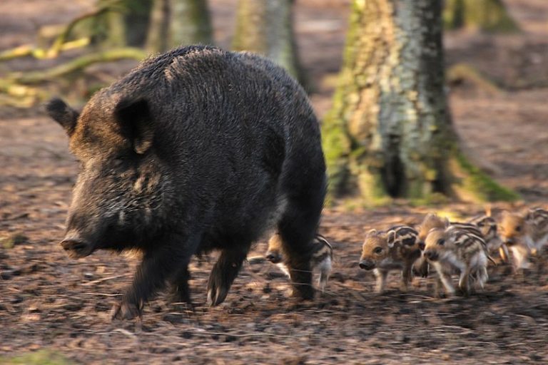 Mehr über den Artikel erfahren Afrikanische Schweinepest
